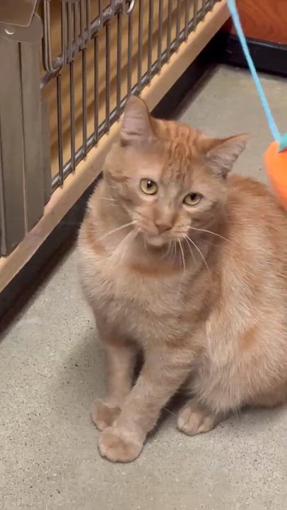 Enlarge GOOSE 2, a Adopted Domestic Short Hair in Tillsonburg, ON video 3/6