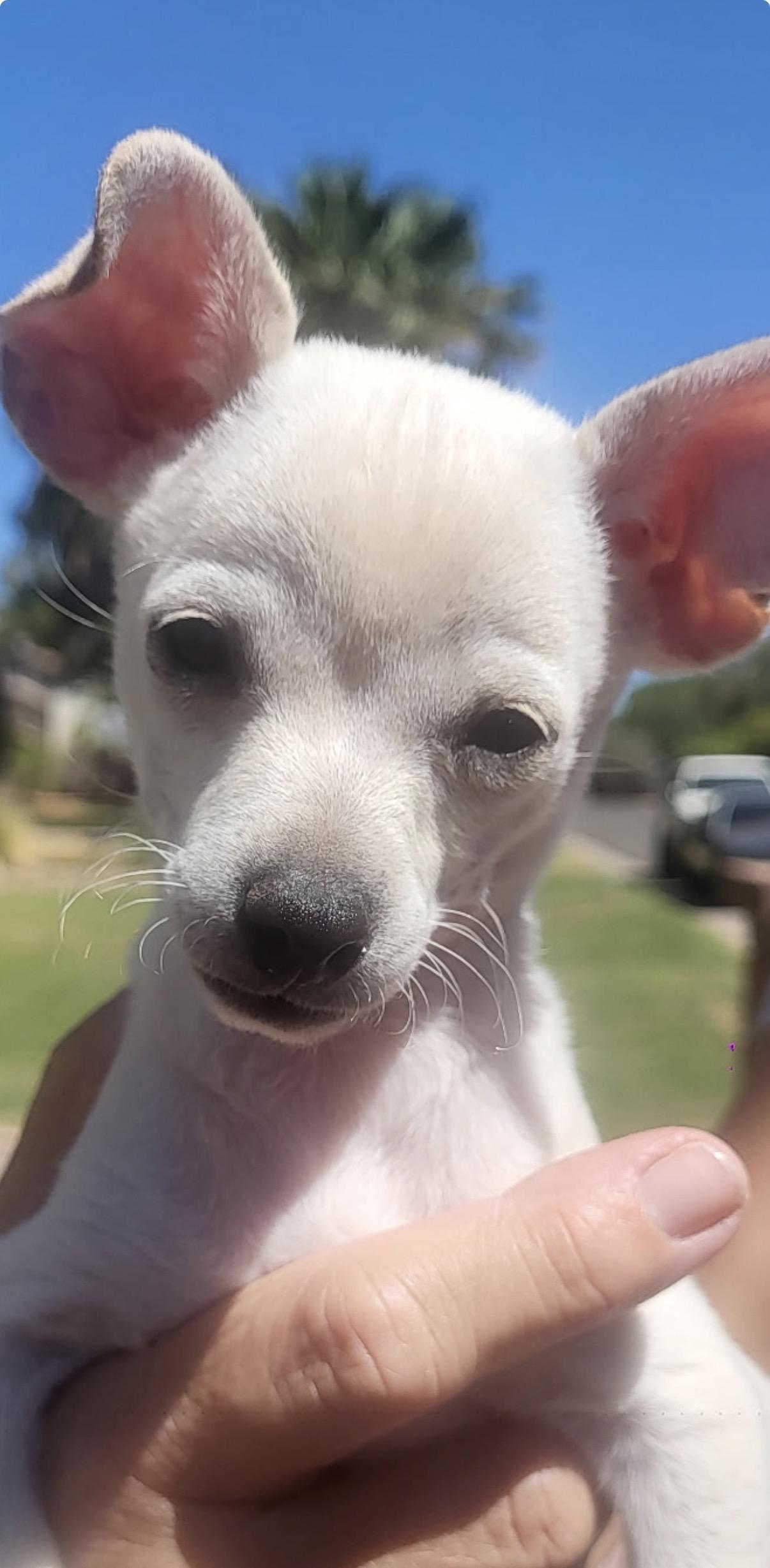 Enlarge Beau, a ADOPTABLE mixed breed in Gilbert, AZ image 4/4