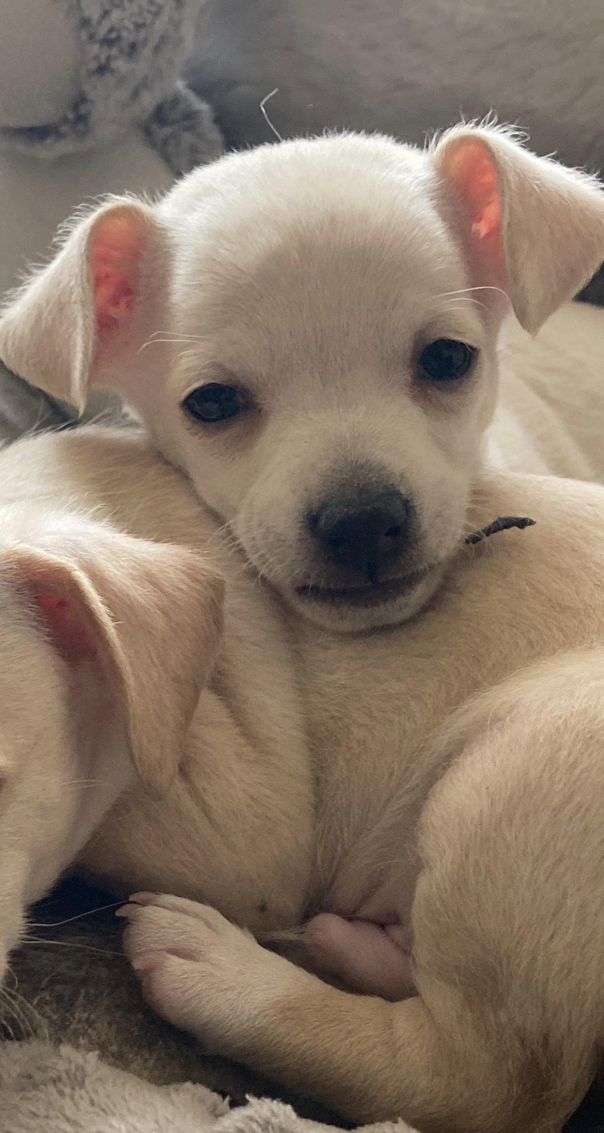 Beau, ADOPTABLE, Puppy Male Chiweenie & Chihuahua.