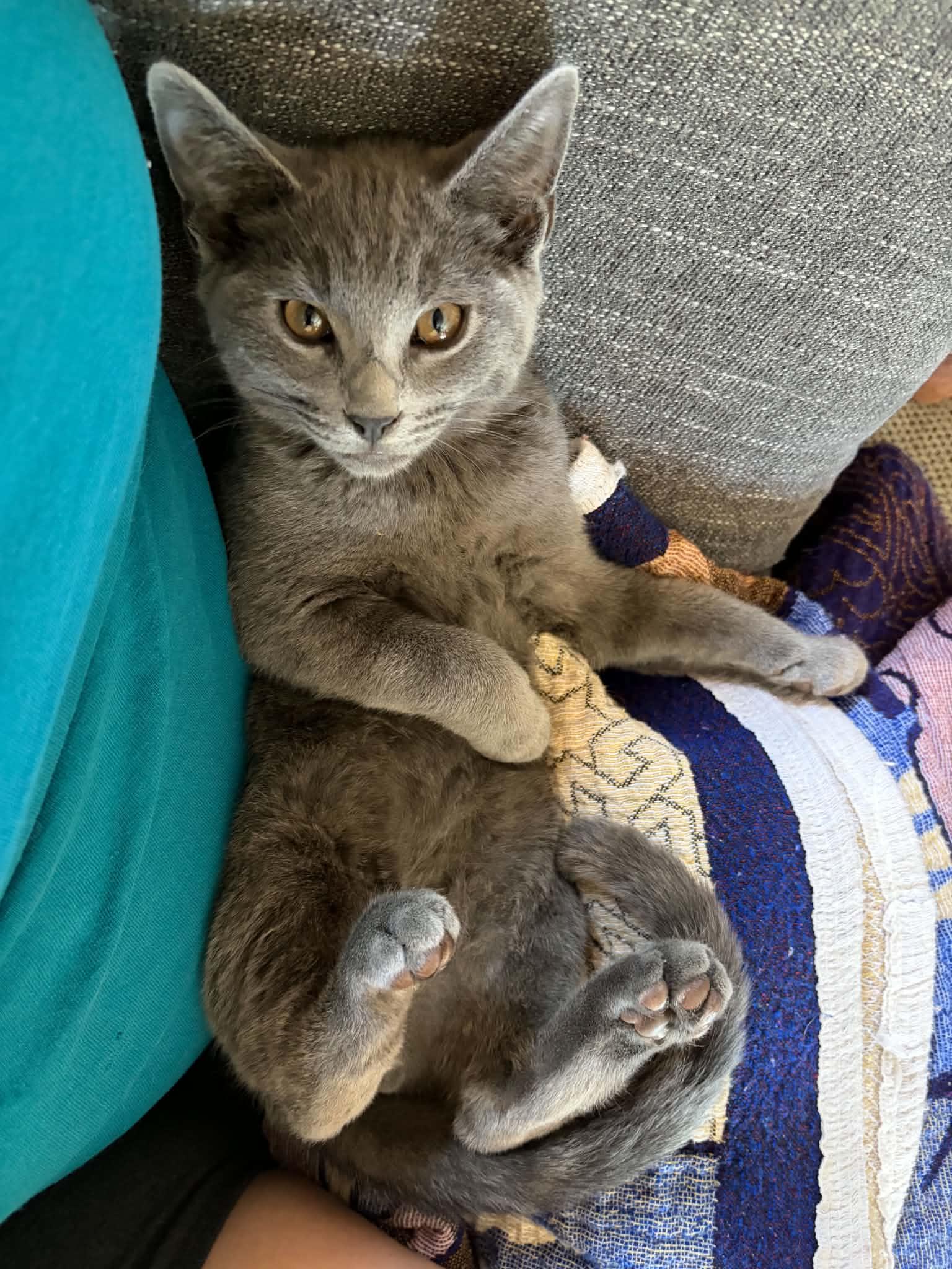 TEDDY, Adoptable, Kitten Male Russian Blue.