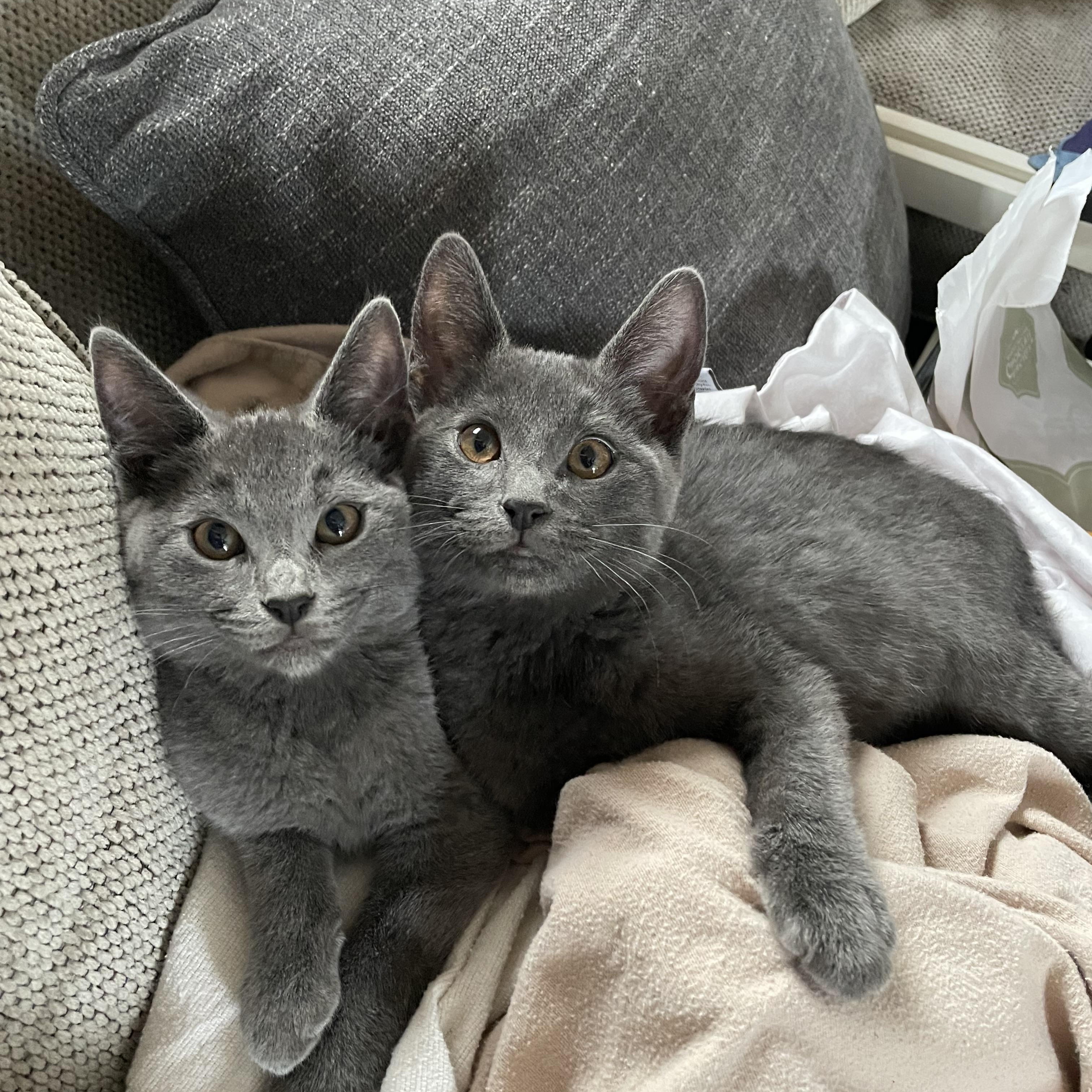 TEDDY, ADOPTABLE, Kitten Male Russian Blue & Tabby.
