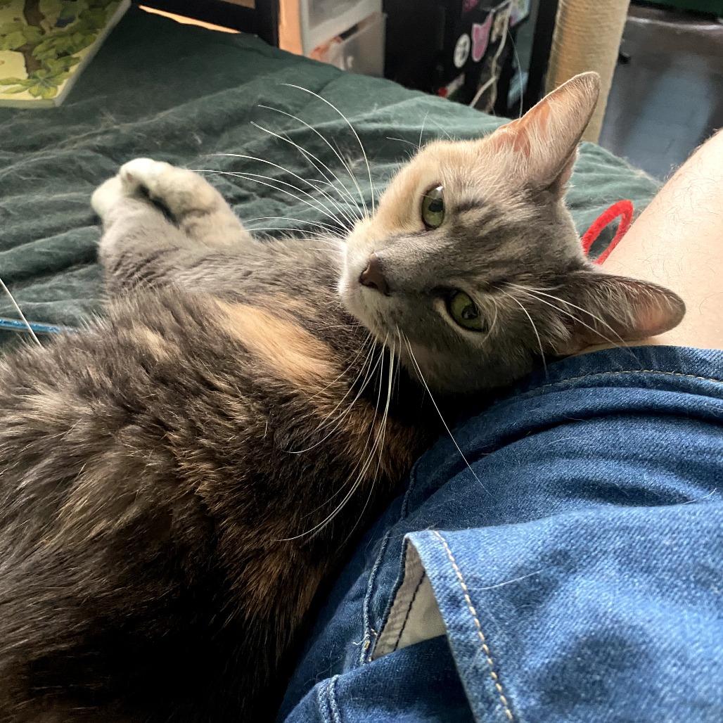 Abbey, Adoptable, Senior Female Domestic Short Hair.