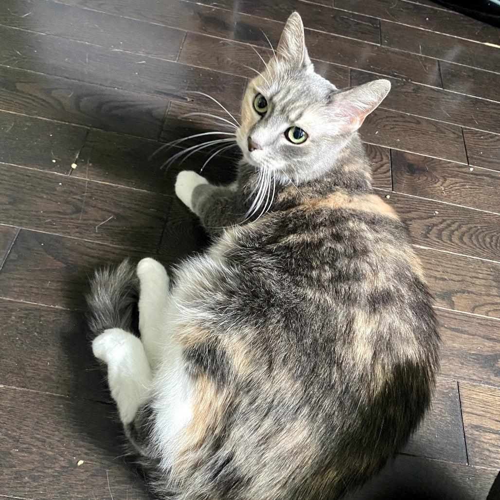 Enlarge Abbey, a Adoptable Domestic Short Hair in Reisterstown, MD image 2/5