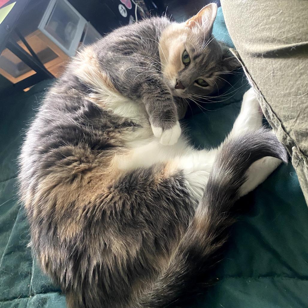 Enlarge Abbey, a Adoptable Domestic Short Hair in Reisterstown, MD image 3/5