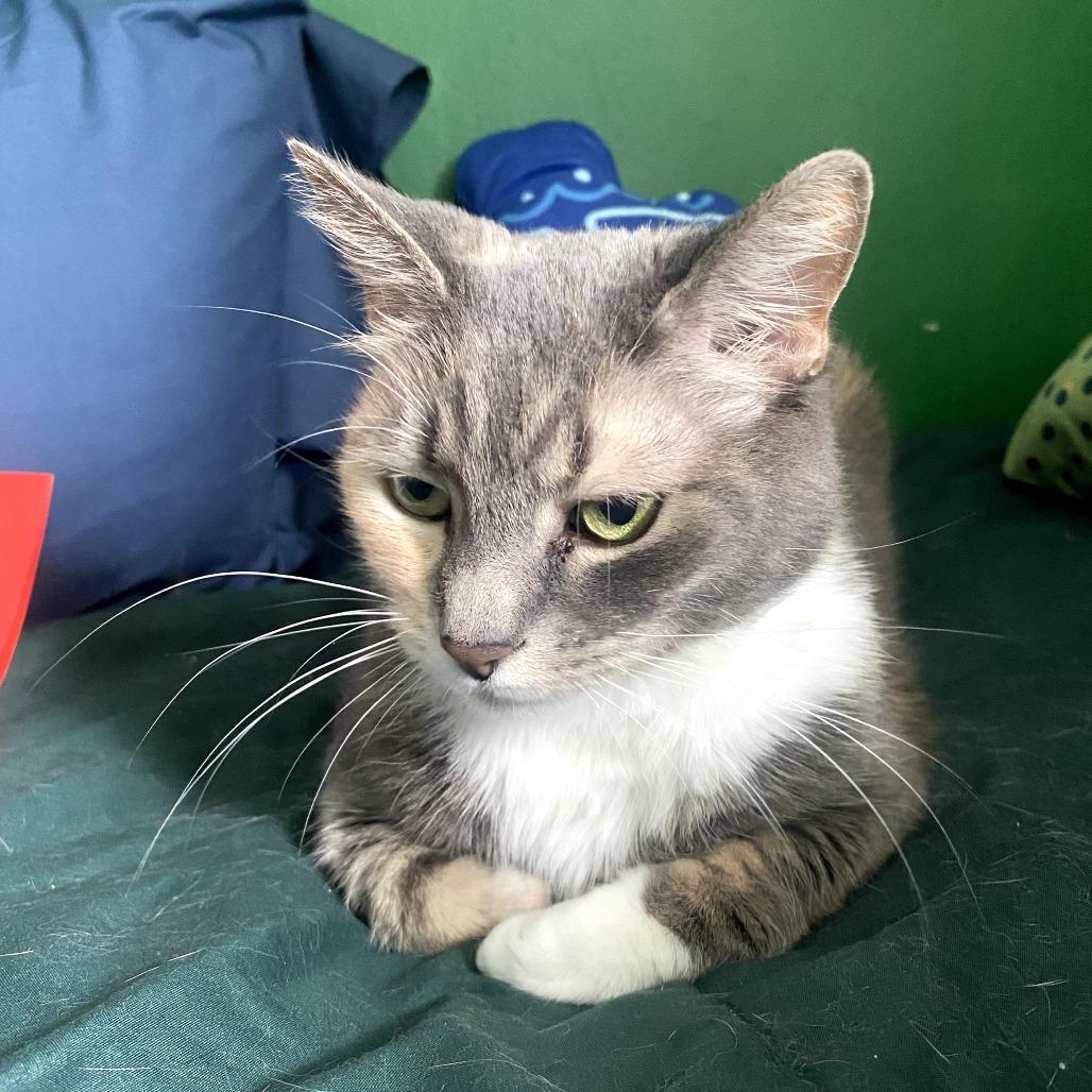 Enlarge Abbey, a Adoptable Domestic Short Hair in Reisterstown, MD image 4/5