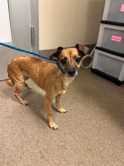 Enlarge Ella, a Adoptable mixed breed in Everett, WA image 1/1