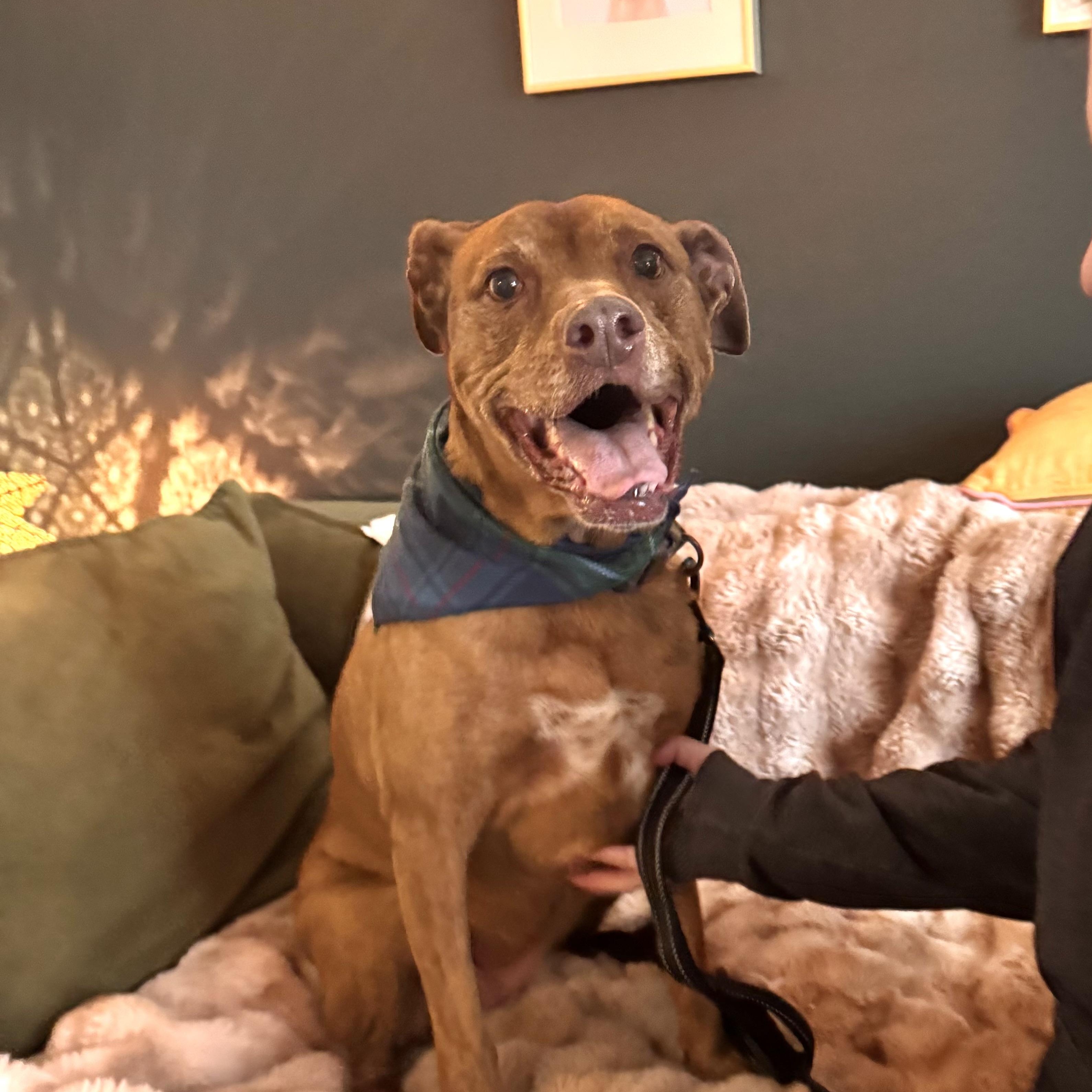Marley, Adoptable, Senior Female American Staffordshire Terrier.