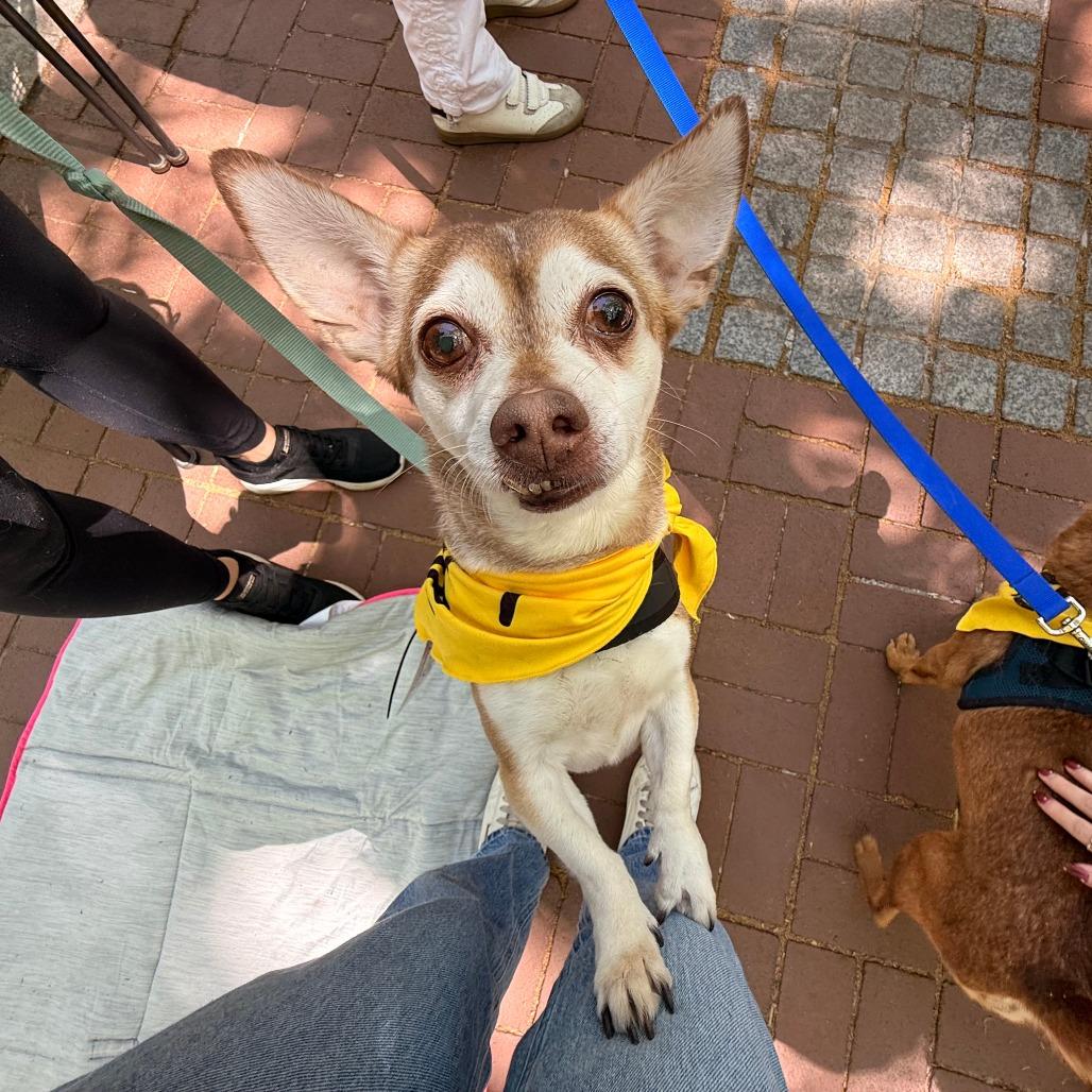 Sarge, Adoptable, Senior Male Mixed Breed.