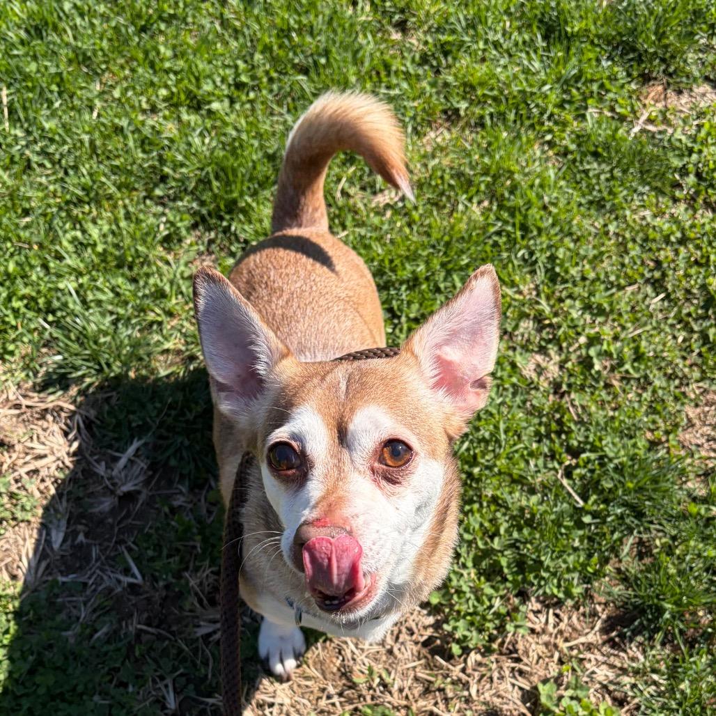 Enlarge Sarge Barkie, a Adoptable Mixed Breed in Philadelphia, PA image 1/3