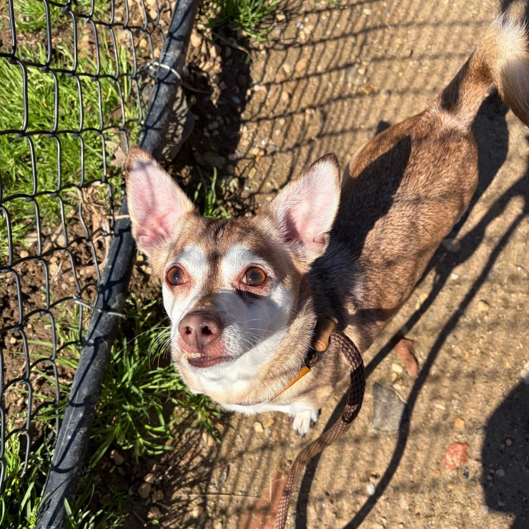 Enlarge Sarge Barkie, a Adoptable Mixed Breed in Philadelphia, PA image 2/3