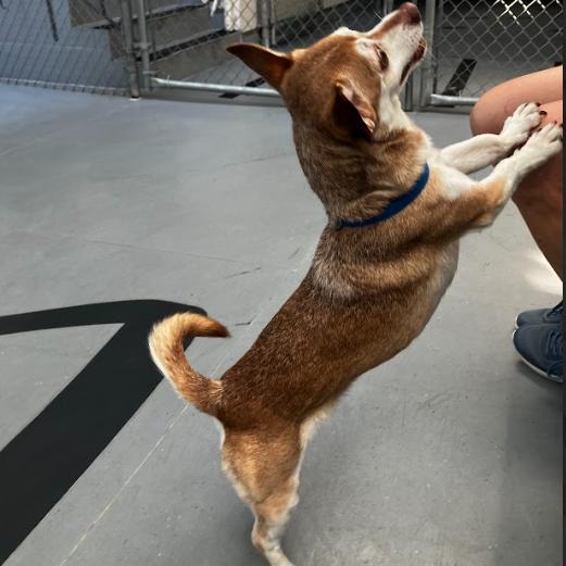 Enlarge Sarge, a Adoptable Mixed Breed in Philadelphia, PA image 5/5