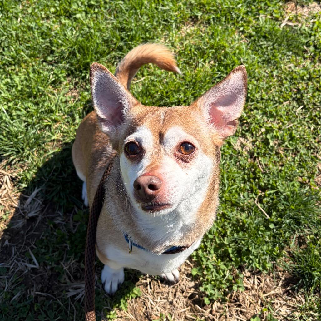 Enlarge Sarge Barkie, a Adoptable Mixed Breed in Philadelphia, PA image 3/3