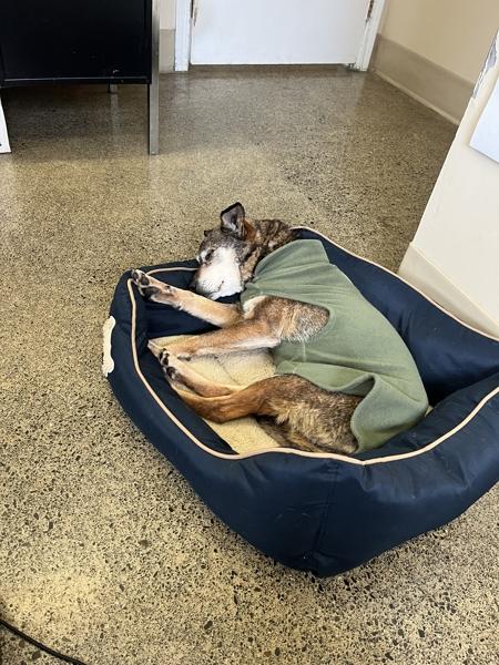 Bella, Adoptable, Senior Female Jack Russell Terrier & Beagle.