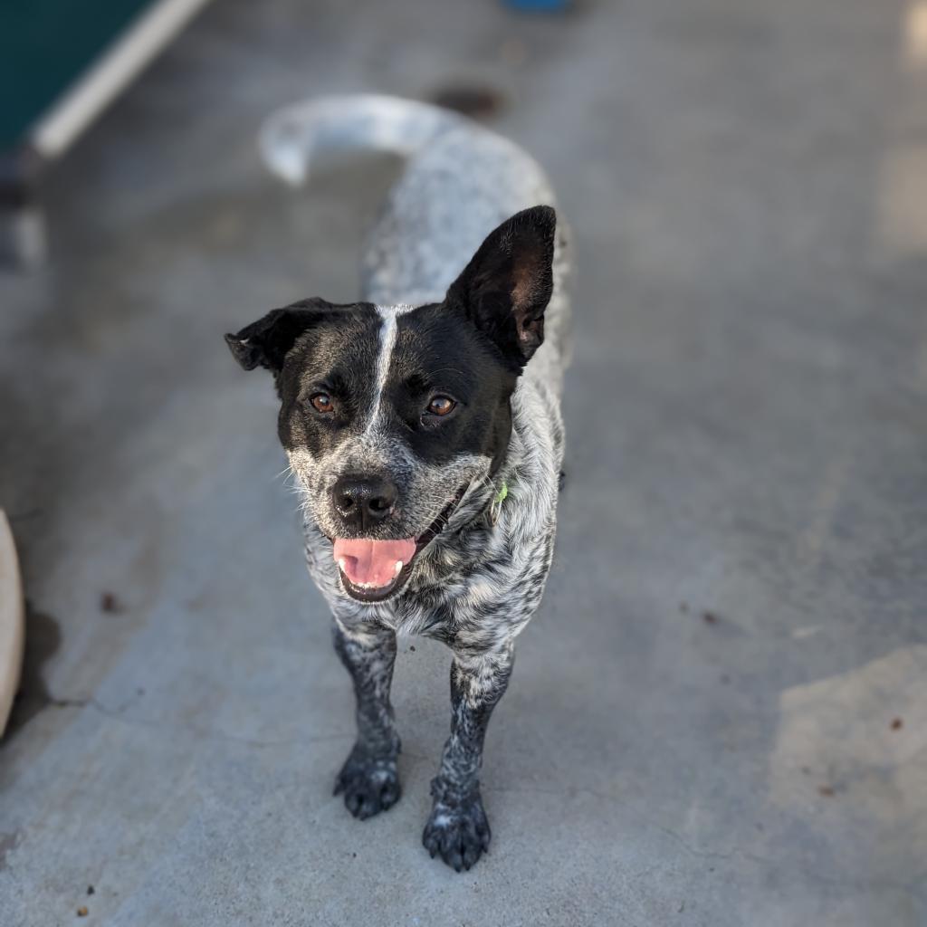 Bandit, Adoptable, Adult Male Australian Cattle Dog / Blue Heeler.