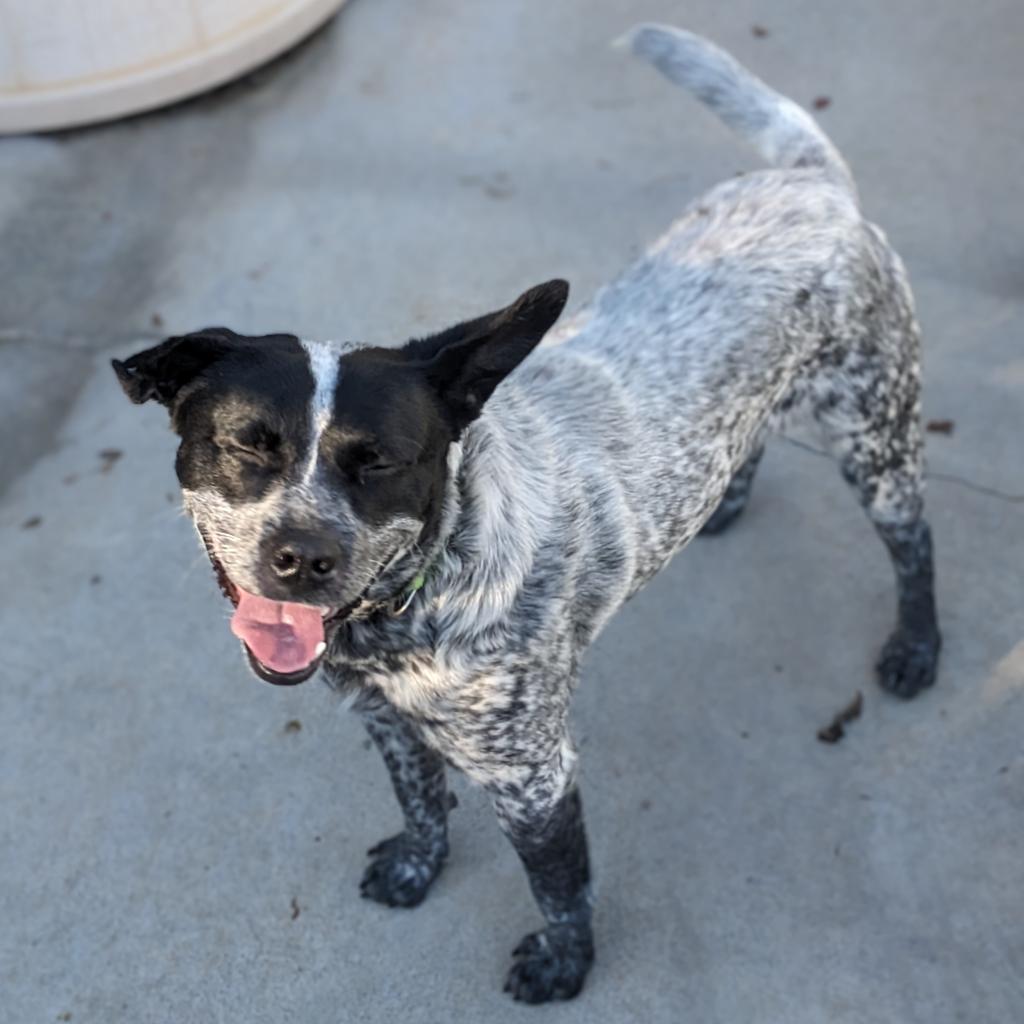 Enlarge Bandit, a Adoptable Australian Cattle Dog / Blue Heeler in Newport, TN image 2/6