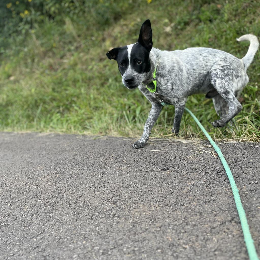 Enlarge Bandit, a Adoptable Australian Cattle Dog / Blue Heeler in Newport, TN image 3/6