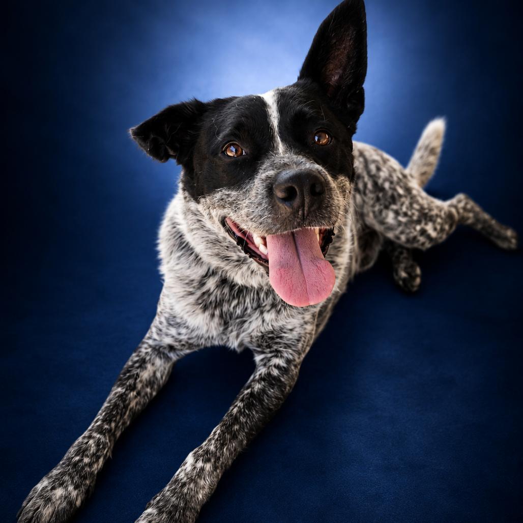 Enlarge Bandit, a Adoptable Australian Cattle Dog / Blue Heeler in Newport, TN image 4/6