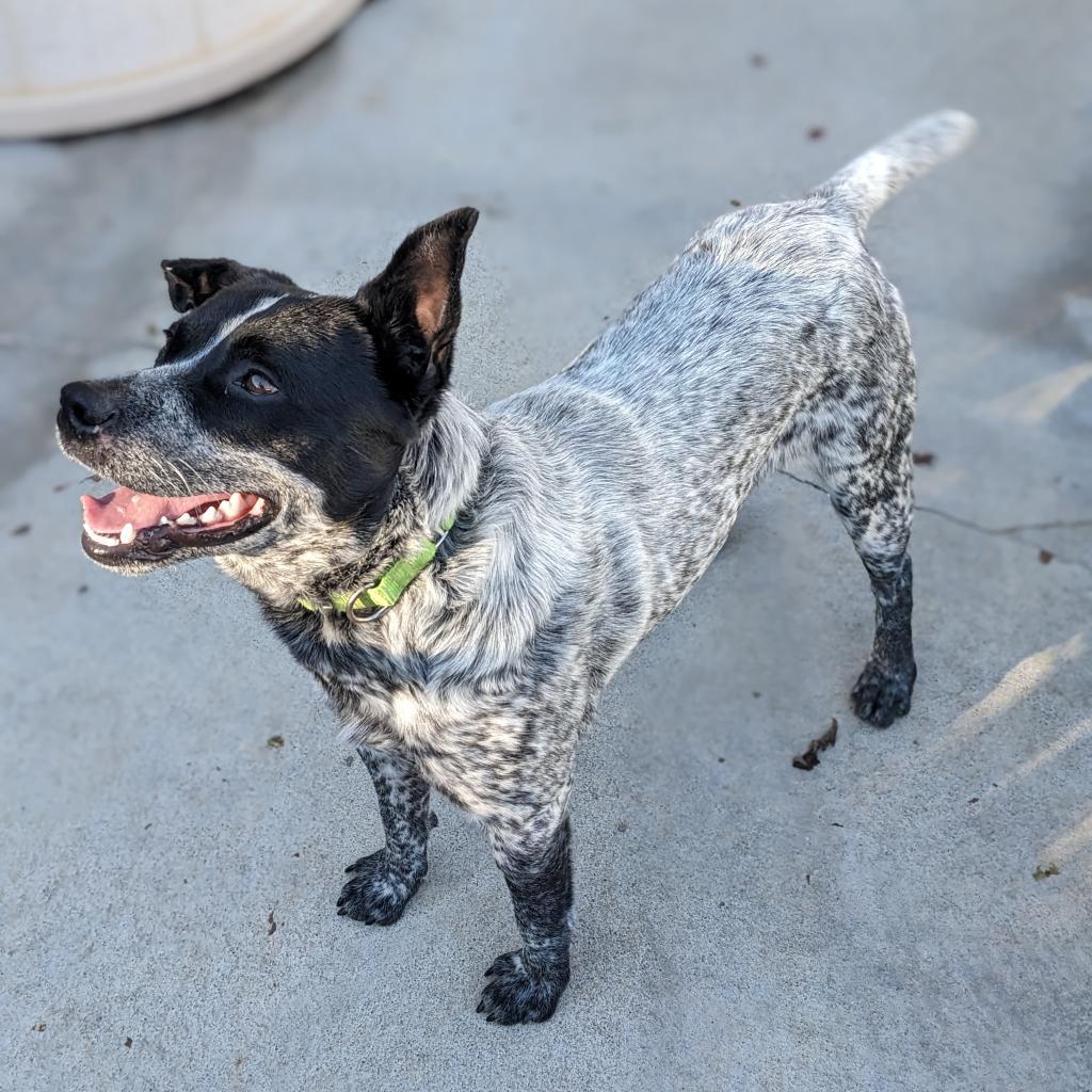 Enlarge Bandit, a Adoptable Australian Cattle Dog / Blue Heeler in Newport, TN image 4/6