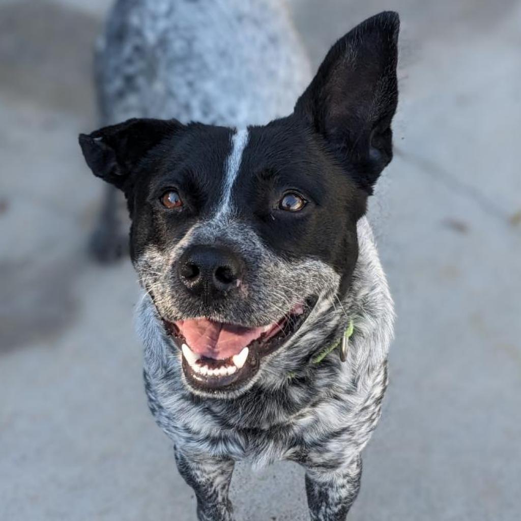 Enlarge Bandit, a Adoptable Australian Cattle Dog / Blue Heeler in Newport, TN image 5/6