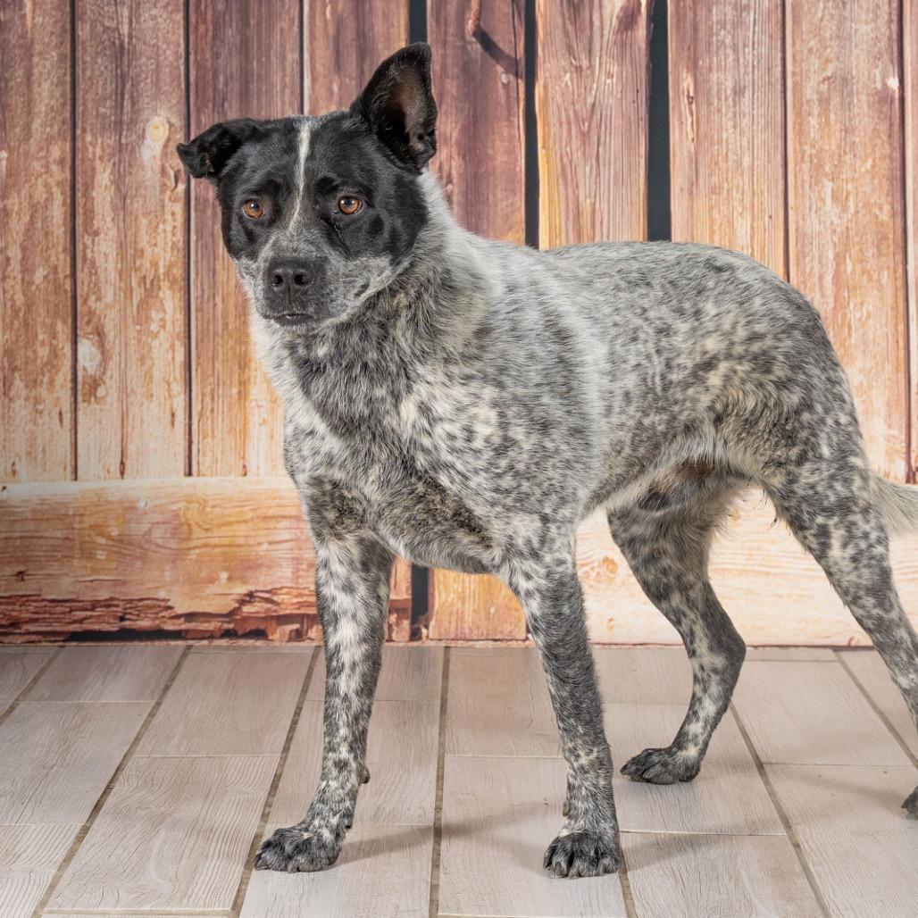 Enlarge Bandit, a Adoptable Australian Cattle Dog / Blue Heeler in Newport, TN image 6/6
