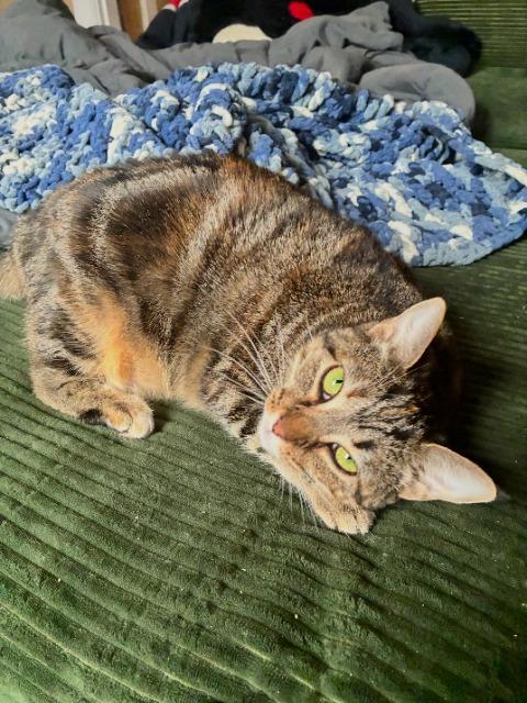 Lady Sheddington thumbnail 2