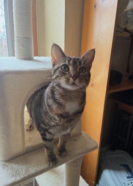 Lady Sheddington thumbnail 3