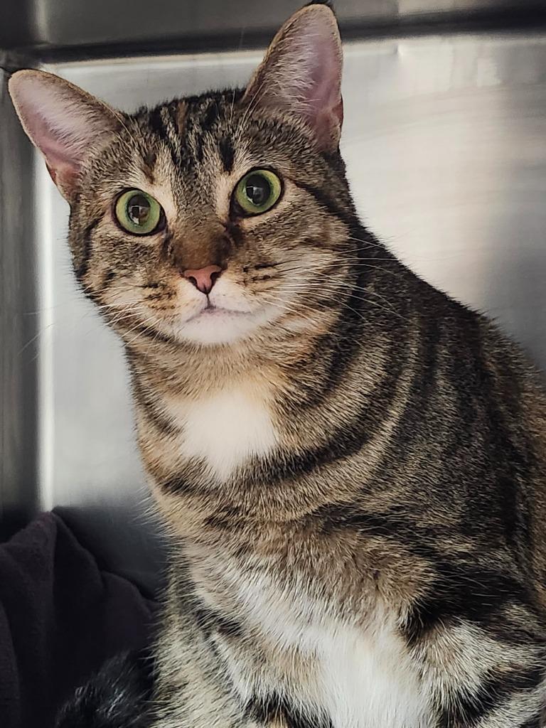 Lady Sheddington thumbnail 4