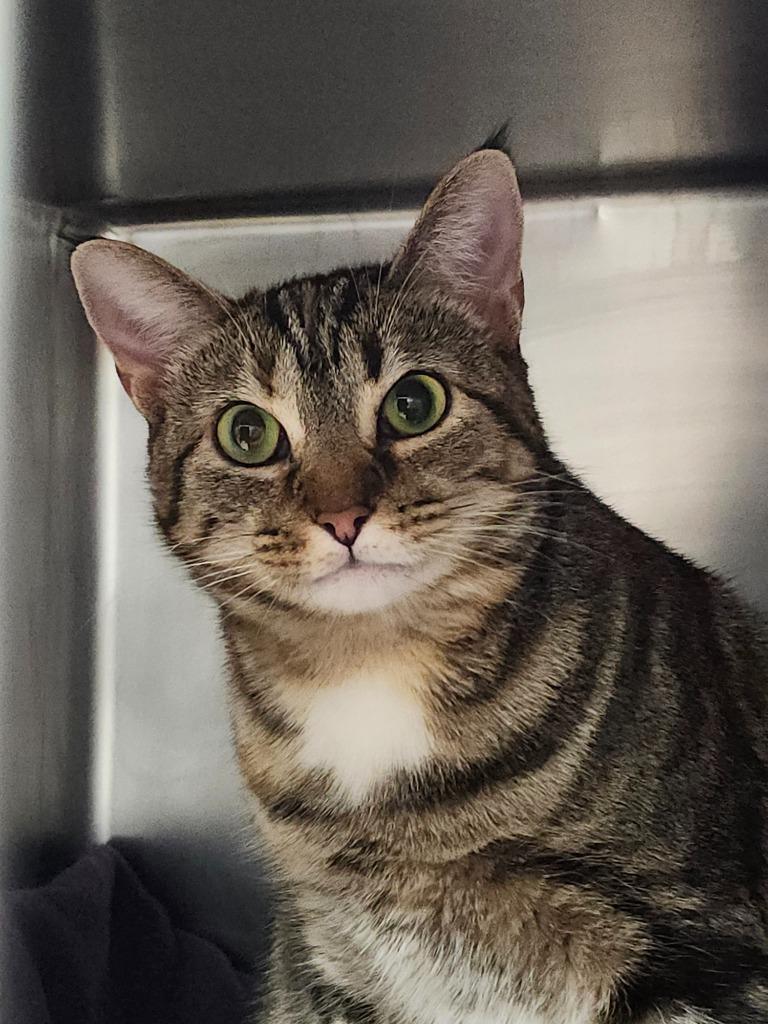 Lady Sheddington thumbnail 5