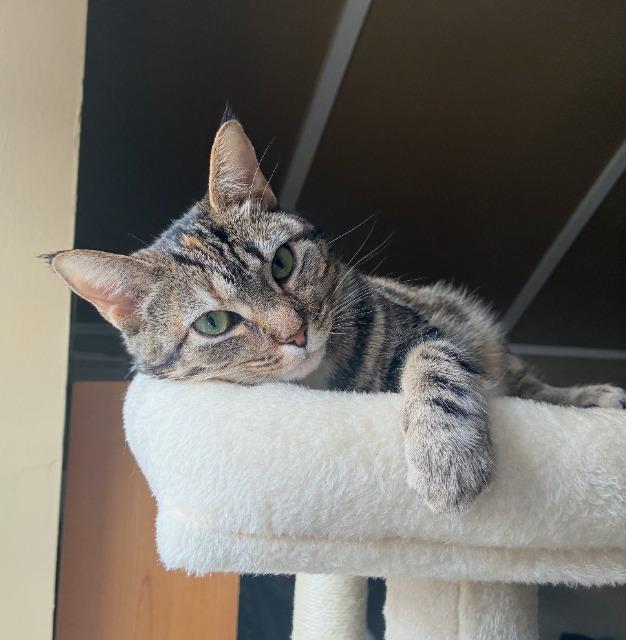 Lady Sheddington thumbnail 6