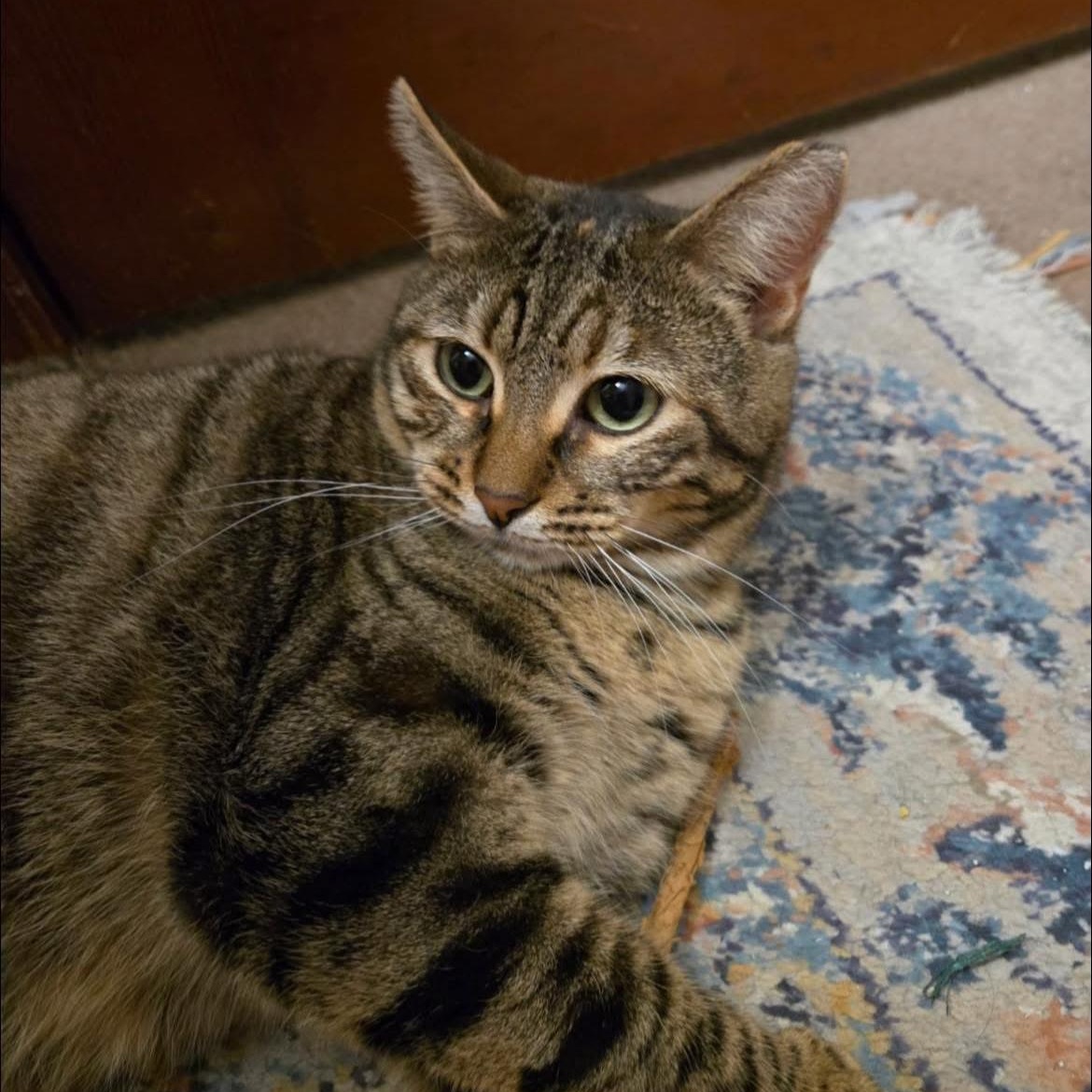 Enlarge Ginny, a Adoptable Domestic Short Hair in jacksonville, FL image 2/4