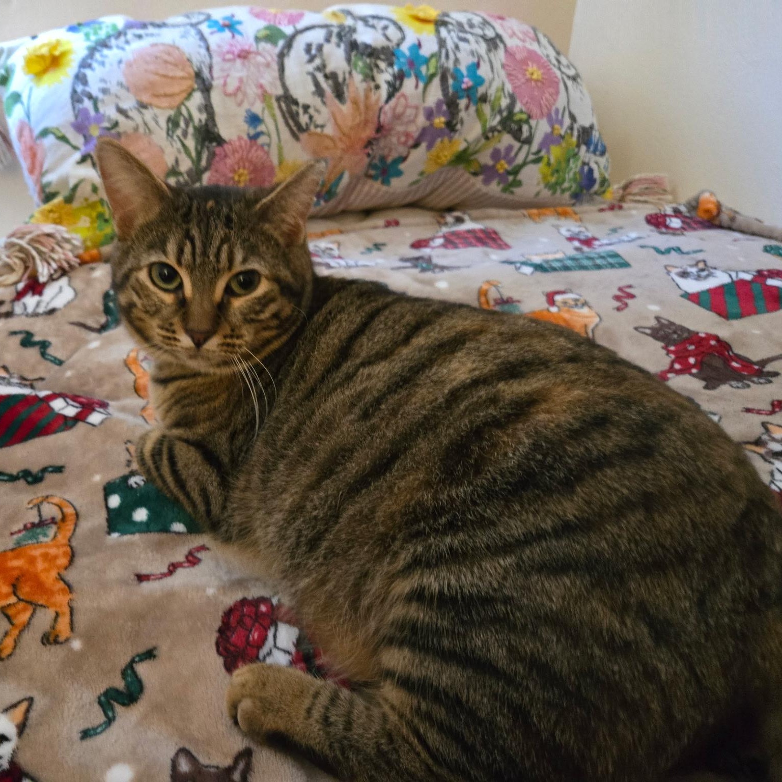 Ginny, Adoptable, Adult Female Domestic Short Hair.