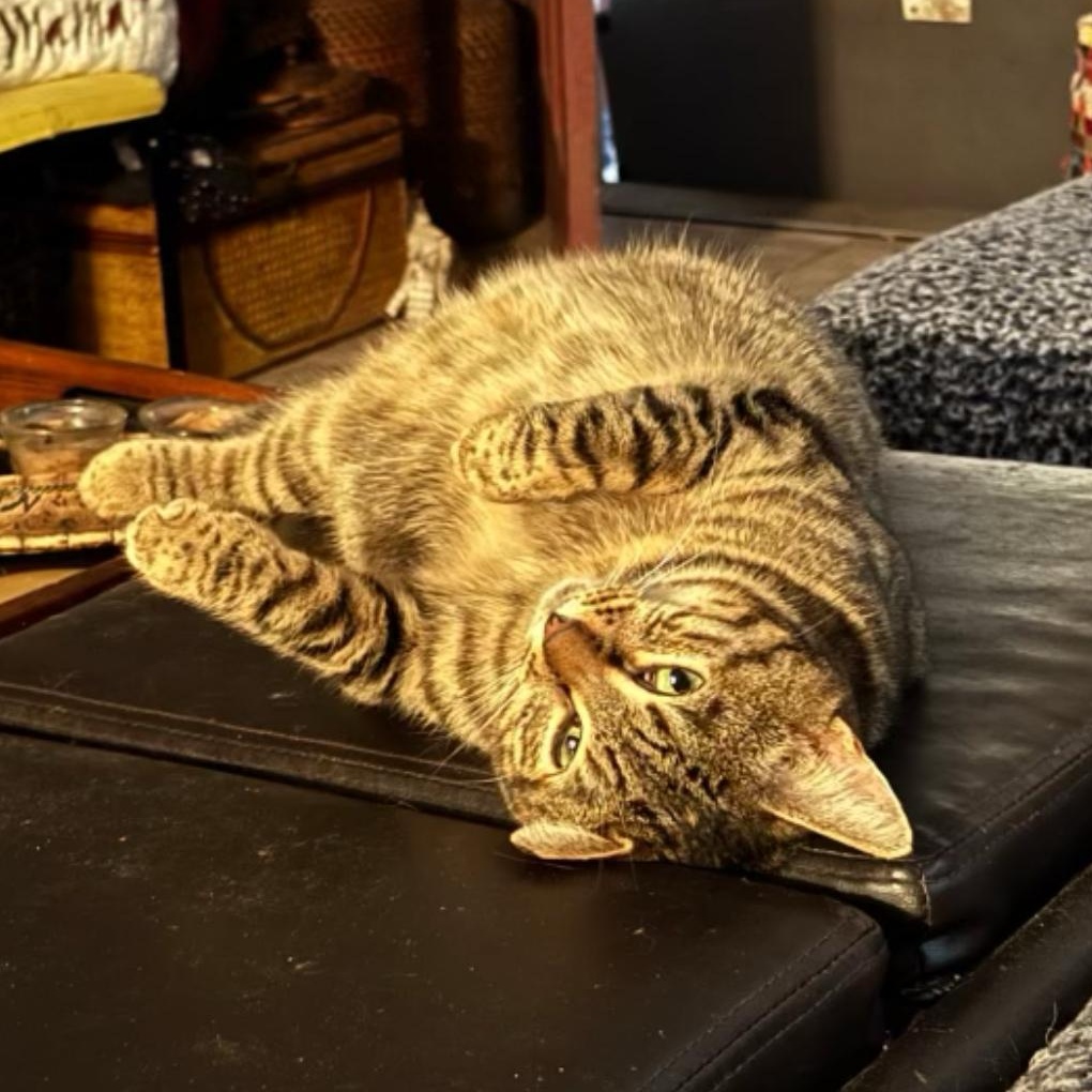 Enlarge Ginny, a Adoptable Domestic Short Hair in jacksonville, FL image 4/4