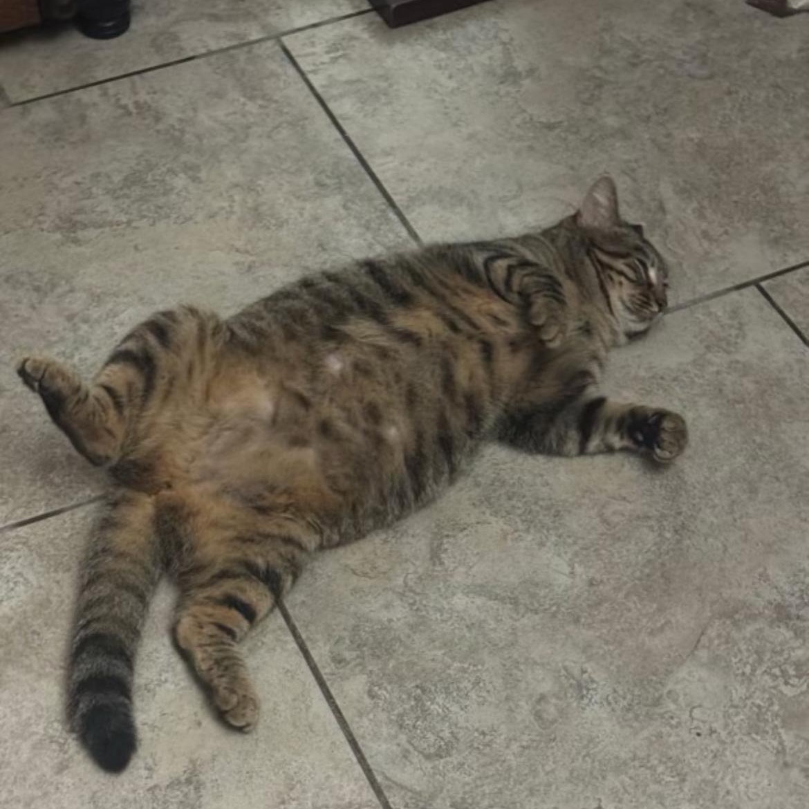 Enlarge Ginny, a Adoptable Domestic Short Hair in jacksonville, FL image 3/4