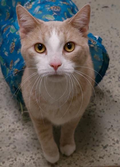 Bailey, Adoptable, Young Male Domestic Short Hair & Domestic Short Hair.
