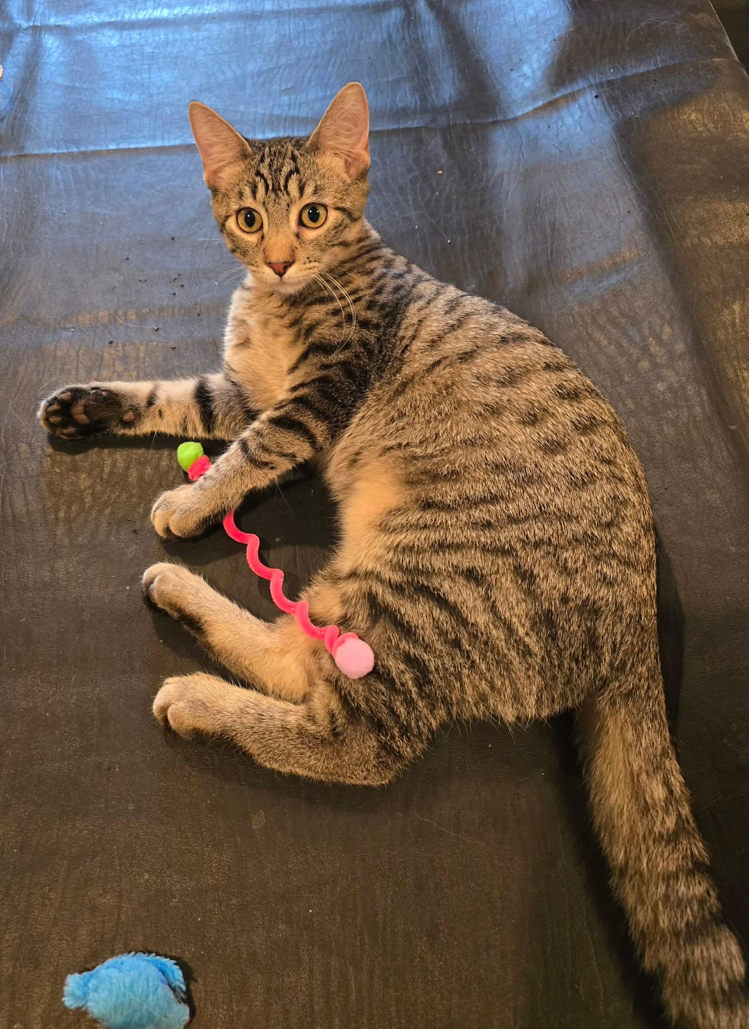 Valens, Adopted, Kitten Male Domestic Short Hair.