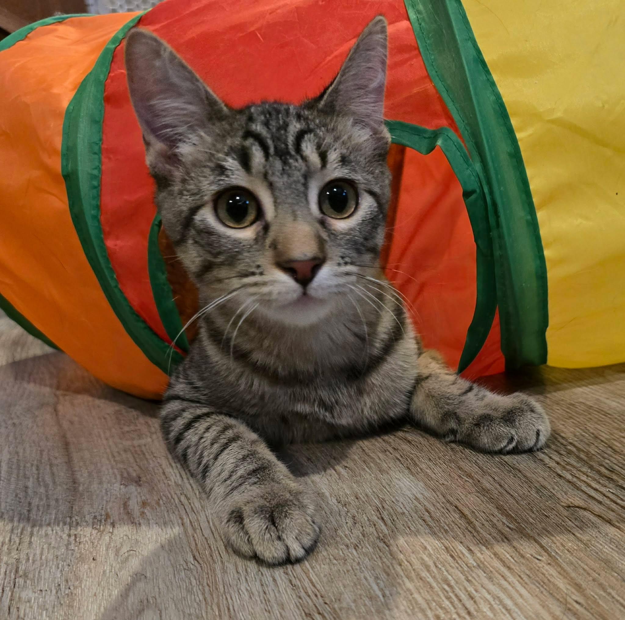 Enlarge Valens, a Adopted Domestic Short Hair in Sioux Falls, SD image 3/4