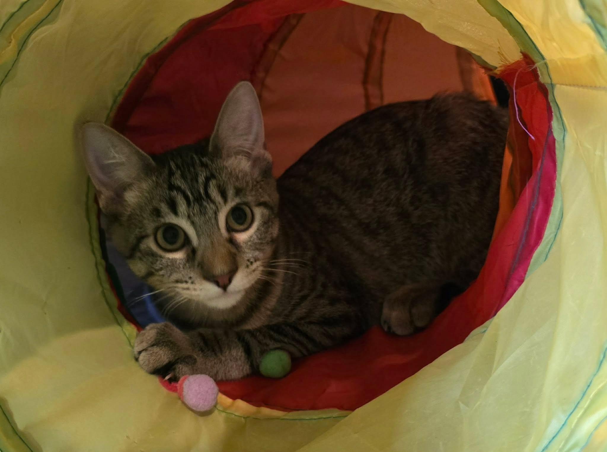 Enlarge Valens, a Adopted Domestic Short Hair in Sioux Falls, SD image 4/4