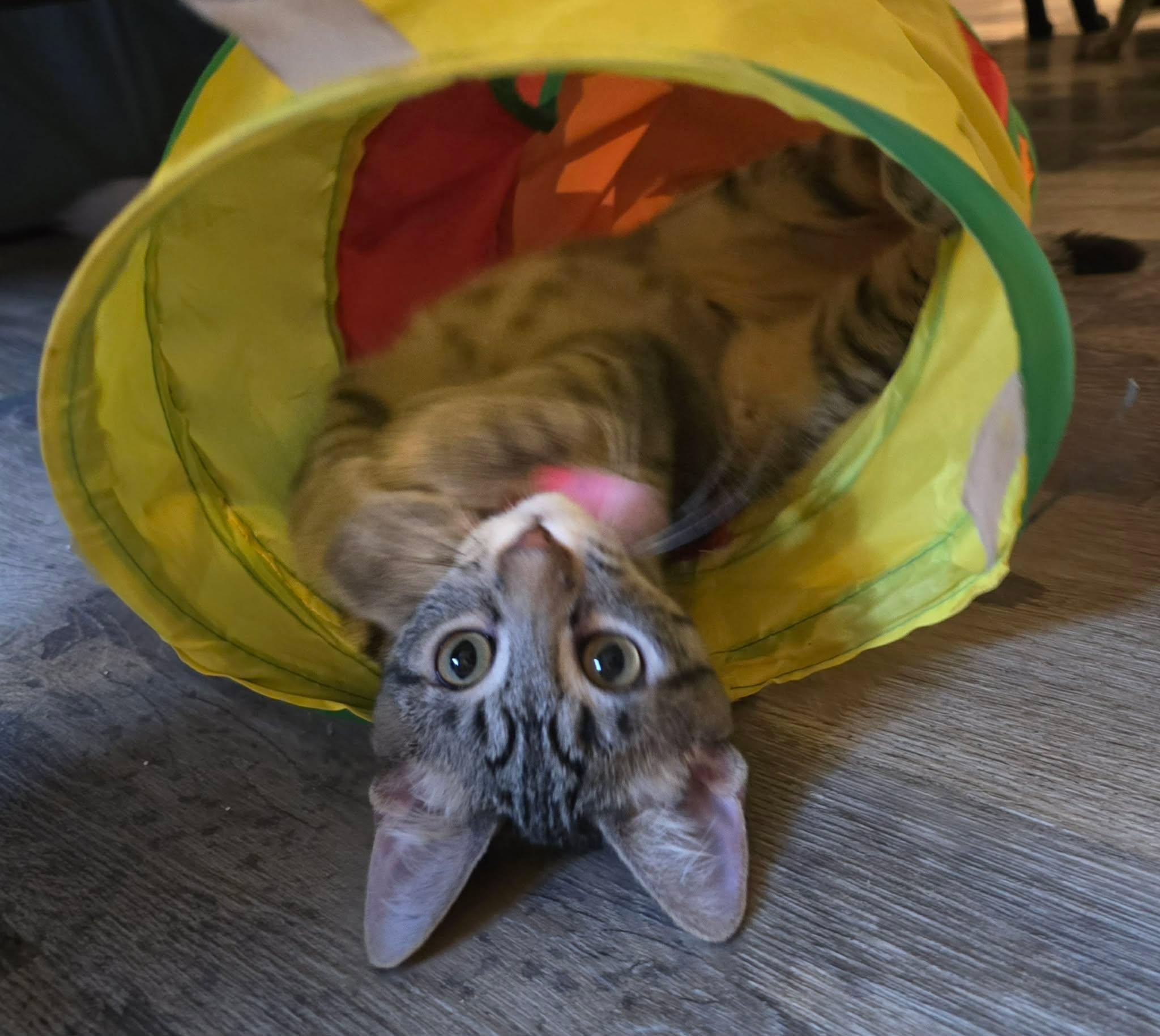 Enlarge Valens, a Adopted Domestic Short Hair in Sioux Falls, SD image 2/4