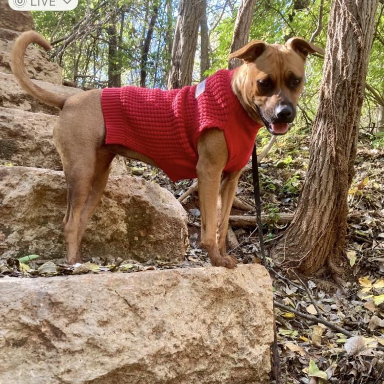 Paris, a Adoptable mixed breed in Albany, NY image 3/6