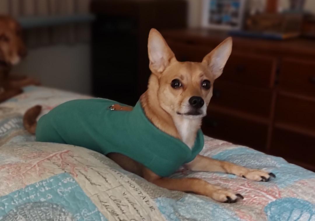 Buster, ADOPTABLE, Adult Male Rat Terrier & Chihuahua.