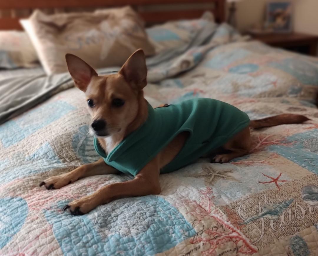 Buster, a ADOPTABLE mixed breed in Mary Esther, FL image 2/3