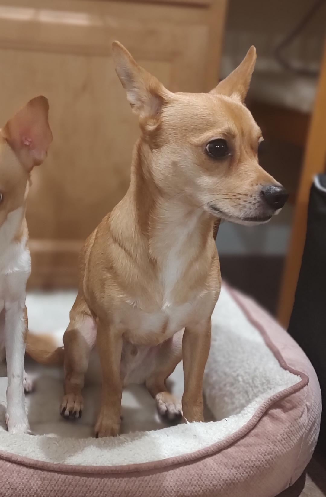 Buster, a ADOPTABLE mixed breed in Mary Esther, FL image 3/3