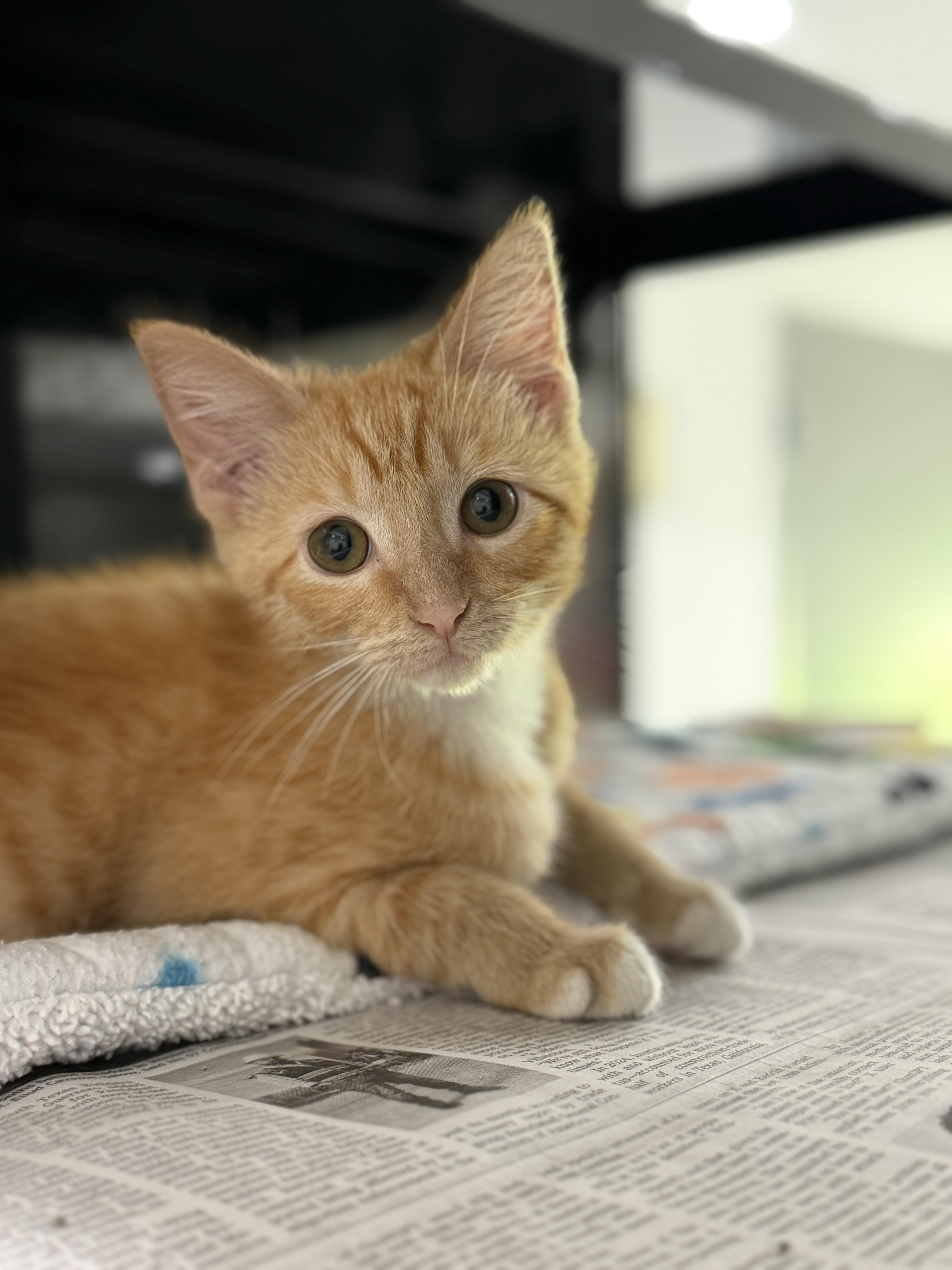 Enlarge Dust Bunny, an adopted Domestic Short Hair in Sherman, TX image 1/2