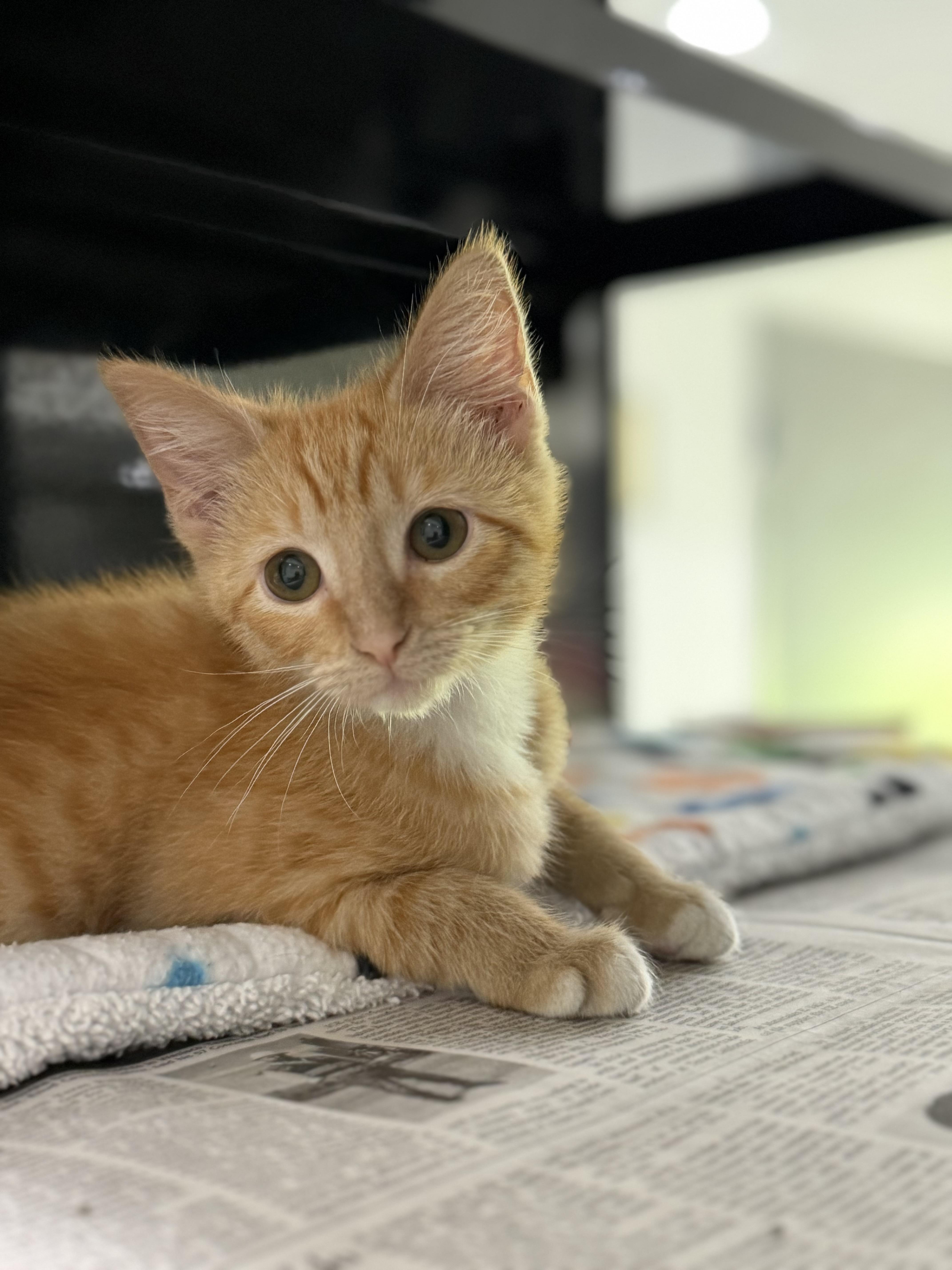Enlarge Dust Bunny, an adopted Domestic Short Hair in Sherman, TX image 2/2