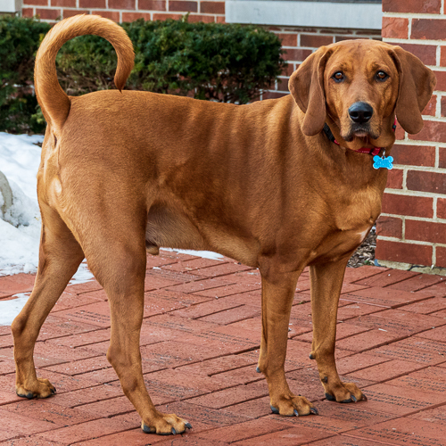 Kobe, Adoptable, Adult Male Redbone Coonhound.