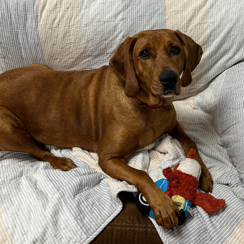 Enlarge Kobe, a Adoptable Redbone Coonhound in Arlington Heights, IL image 2/10