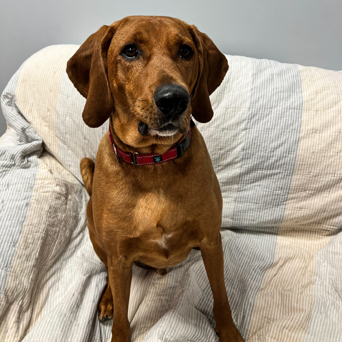 Enlarge Kobe, a Adoptable Redbone Coonhound in Arlington Heights, IL image 3/10