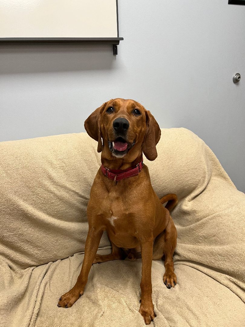 Enlarge Kobe, a Adoptable Redbone Coonhound in Arlington Heights, IL image 4/10