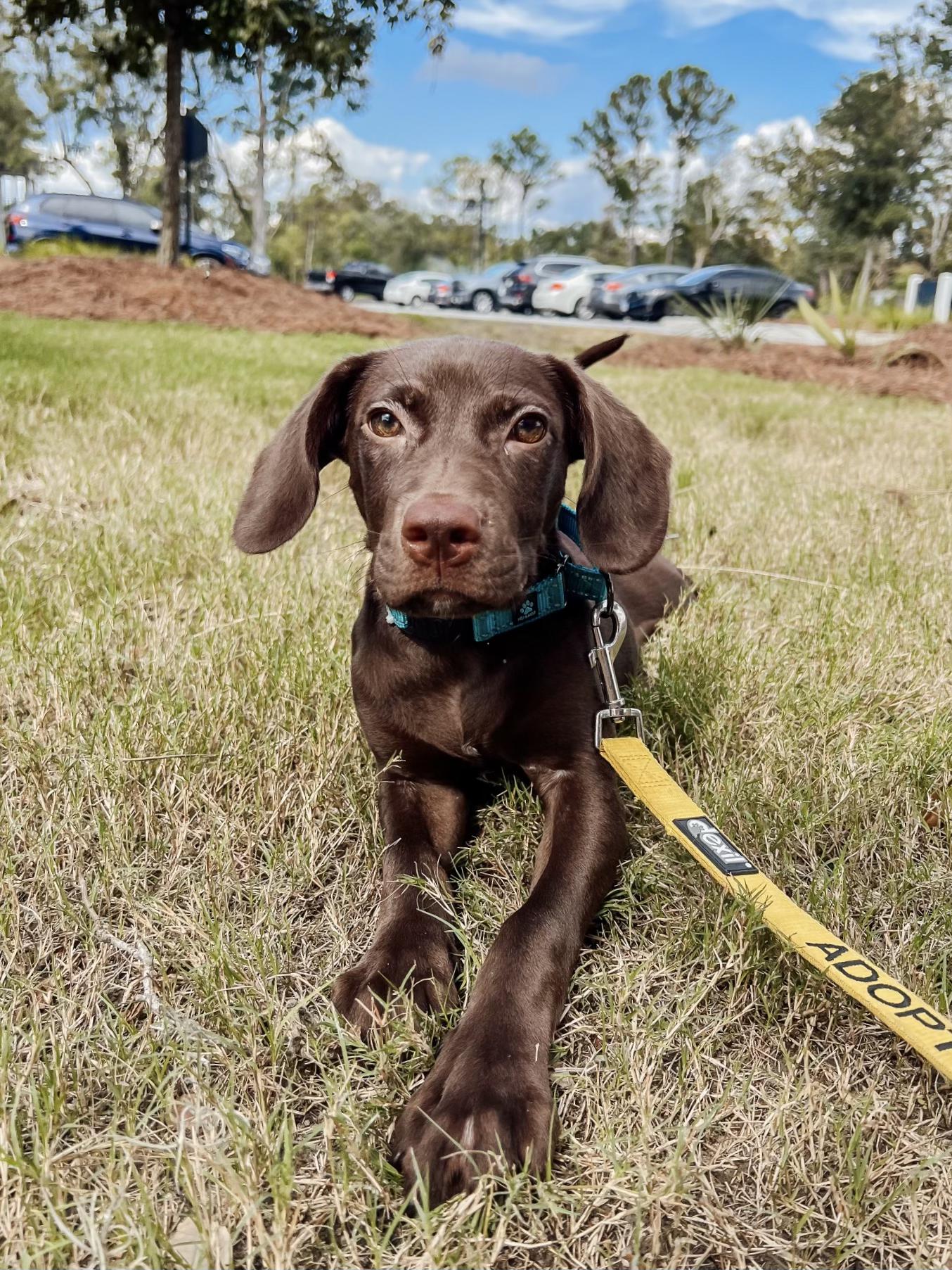 Dog for adoption Amos, a Labrador Retriever Mix in charleston, SC