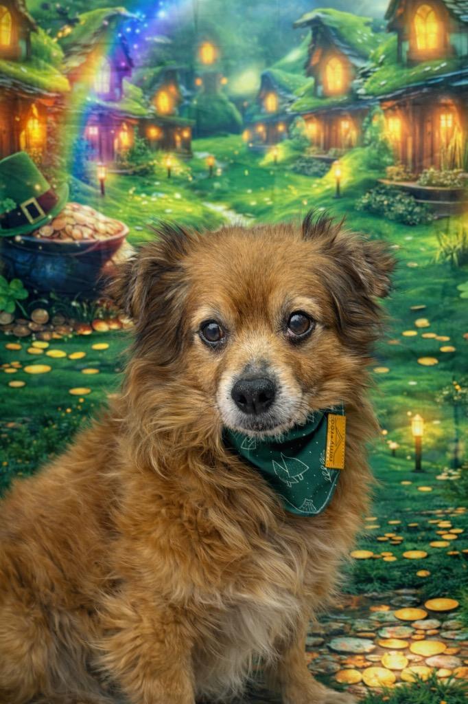 Enlarge Huck, a Adoptable mixed breed in Glenfield, NY image 1/3